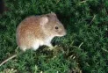 The death of "Alaskabox" draws attention to small animal viruses