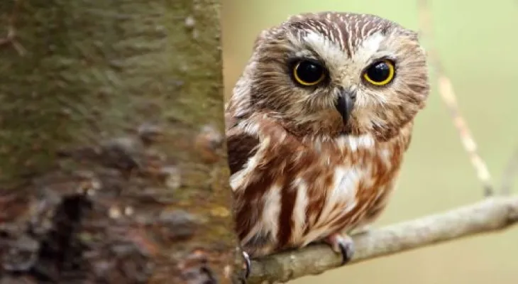 The collision of human boundaries with wildlife boundaries negatively affects owls in the United States