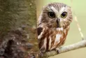 The collision of human boundaries with wildlife boundaries negatively affects owls in the United States