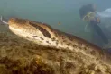 Discovery of new giant snake species in the Amazon rainforest