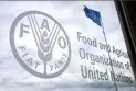 FAO Representative in Jordan: Gaza war and conditions in the Red and Black Seas negatively affected food prices