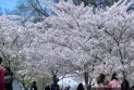 Cherry blossoms bloom at this time in Toronto this year