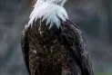 For the first time in recorded history... the discovery of a bald eagle's nest in Toronto