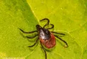 These insects and pests can spread among Canadians earlier than usual