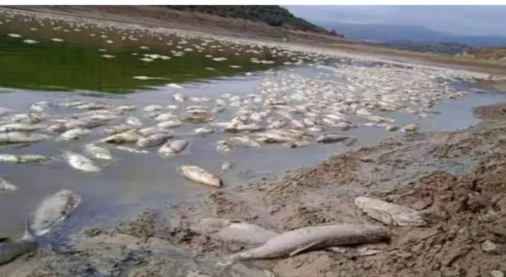 The federal government announces the death of hundreds of fish in Quebec