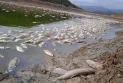 The federal government announces the death of hundreds of fish in Quebec