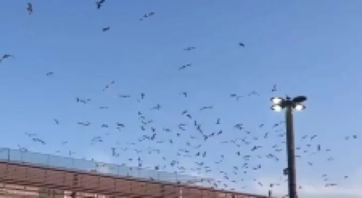 "TTC" uses sound cannons to combat the problem of seagulls