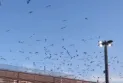 "TTC" uses sound cannons to combat the problem of seagulls