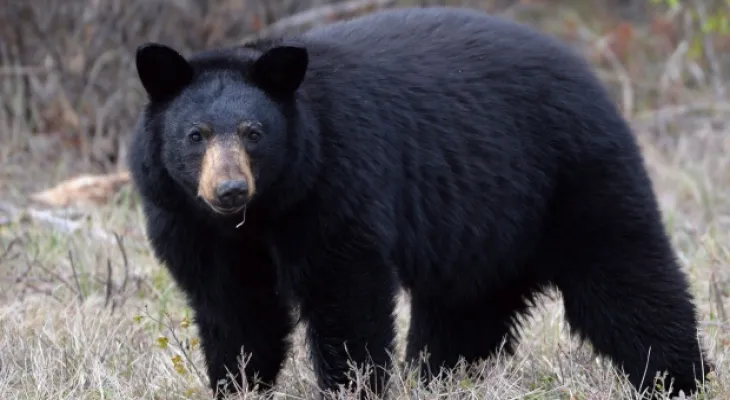 How do climate changes and rising temperatures affect wildlife in Ontario?
