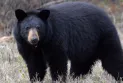 How do climate changes and rising temperatures affect wildlife in Ontario?