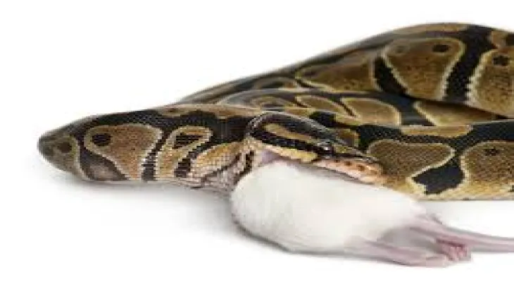 Canadian health: Deadly salmonella outbreak linked to contact with snakes and rodents