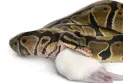Canadian health: Deadly salmonella outbreak linked to contact with snakes and rodents