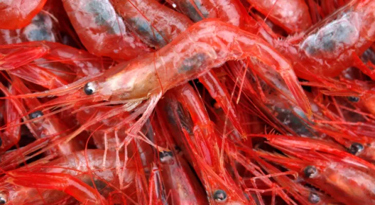 Les pêcheries de crevettes au Québec face au changement climatique