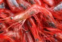 Les pêcheries de crevettes au Québec face au changement climatique