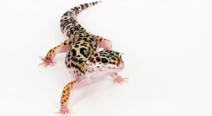 Report of 18 confirmed cases of salmonella linked to lizards in Ontario
