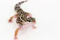 Report of 18 confirmed cases of salmonella linked to lizards in Ontario