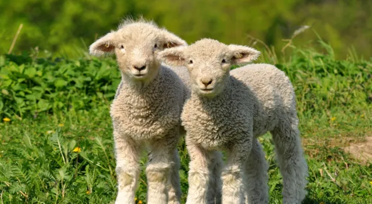 Does the old sleep trick "counting sheep" succeed in treating insomnia and who discovered it?