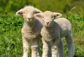 Does the old sleep trick "counting sheep" succeed in treating insomnia and who discovered it?