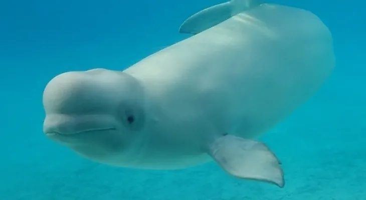 Two beluga whales have died at Marineland, raising the total deaths to 17 whales since 2019.