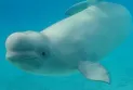 Two beluga whales have died at Marineland, raising the total deaths to 17 whales since 2019.