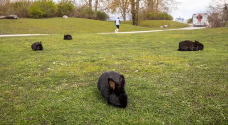 Rabbits invade the Vancouver area in Canada
