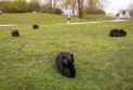 Rabbits invade the Vancouver area in Canada