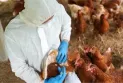 Is it safe to eat eggs and dairy products during an avian influenza outbreak?
