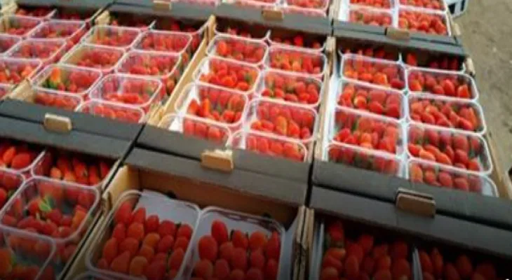 Cairo decides to export Egyptian strawberries to Canada.