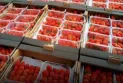 Cairo decides to export Egyptian strawberries to Canada.