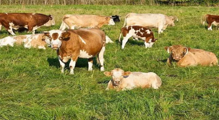Canadian concern after bird flu cases appear among cattle in the United States.