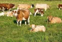 Canadian concern after bird flu cases appear among cattle in the United States.