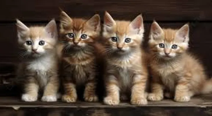 South Korea: Man sentenced to 14 months in prison for killing 76 cats
