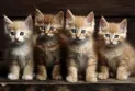 South Korea: Man sentenced to 14 months in prison for killing 76 cats