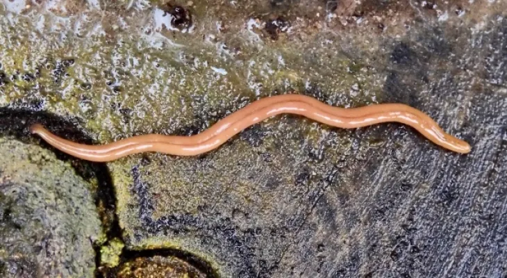 The spread of the invasive and toxic "hammerhead worms" in Ontario