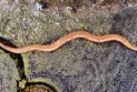 The spread of the invasive and toxic "hammerhead worms" in Ontario