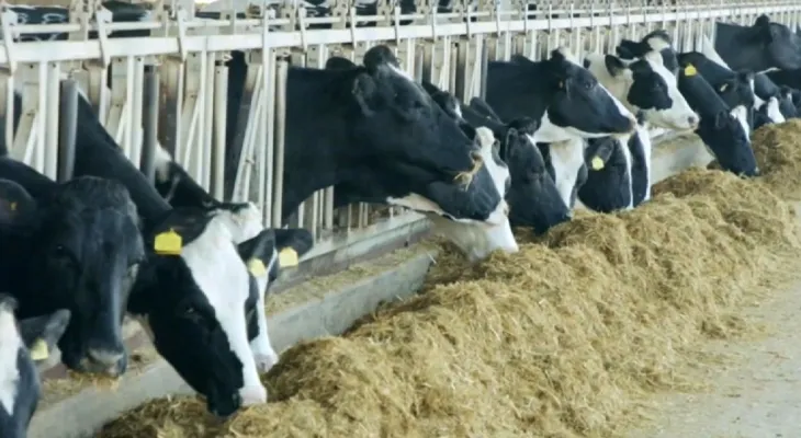 Doctors express their concern about the possibility of avian influenza spreading in Canada.