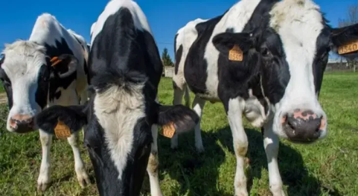Canada announces tightening of restrictions on imports of American cattle