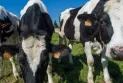 Le Canada annonce le renforcement des restrictions sur l'importation de bétail américain