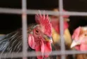 Canada : Renforcement des restrictions sur l'importation de bétail américain en raison de craintes liées à la grippe aviaire