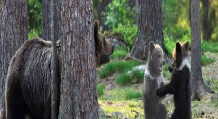 Un ours attaque une femme en Colombie-Britannique