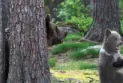 Un ours attaque une femme en Colombie-Britannique