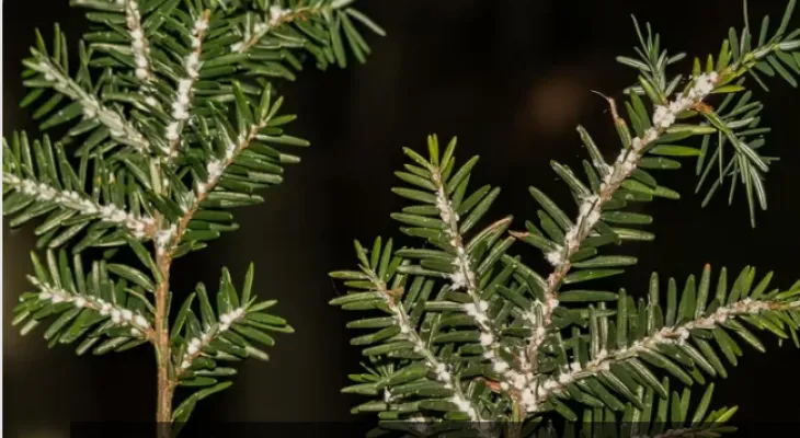 L'Agence canadienne d'inspection des aliments met en garde contre la propagation d'un insecte destructeur de forêts au Canada.