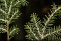 L'Agence canadienne d'inspection des aliments met en garde contre la propagation d'un insecte destructeur de forêts au Canada.