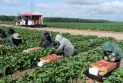 L'Ontario modifie la manière de compenser les travailleurs migrants blessés
