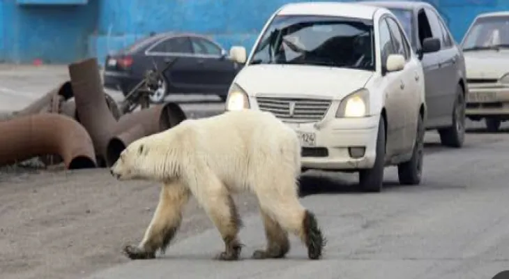 Un homme tue un ours après qu'il l'ait attaqué en Colombie-Britannique
