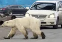 Un homme tue un ours après qu'il l'ait attaqué en Colombie-Britannique