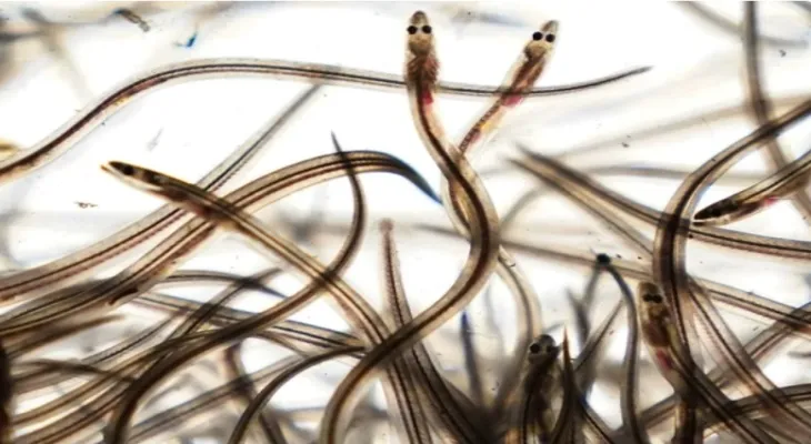 Arrest of 149 people for committing crimes related to small fish in Canada.