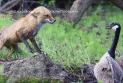 Montreal photographer captures a dramatic battle between a Canada goose and a fox