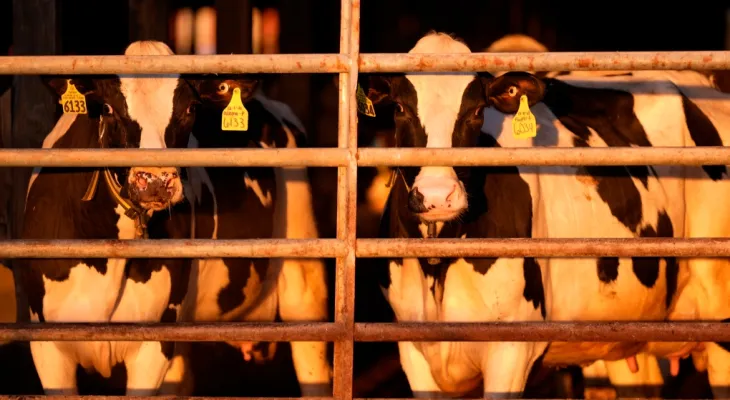 Revealing the results of the milk test sold in Canadian grocery stores in search of avian influenza