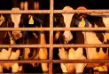Revealing the results of the milk test sold in Canadian grocery stores in search of avian influenza